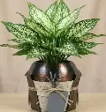 Aglaonema snow white plant GIFT POT