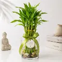 Lucky bamboo plant GIFT POT
