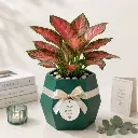 Aglaonema pink plant GIFT POT