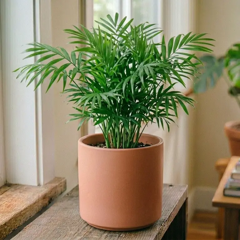 Bamboo palm plant