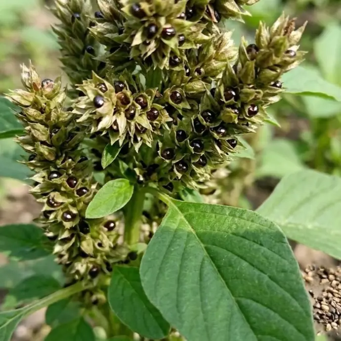  Green leaf Amaranthus seeds 