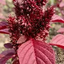 Red leaf Amaranthus seeds