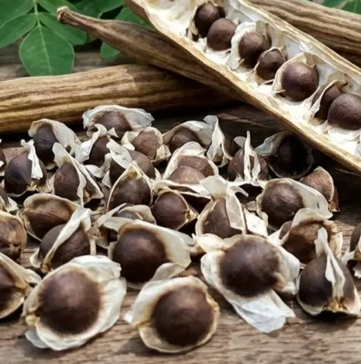 Moringa seeds