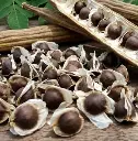 Moringa seeds