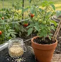 Cherry Tomato seeds