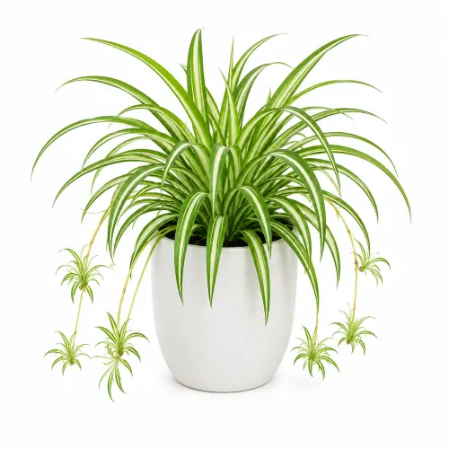 Spider Plant