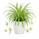 Spider Plant