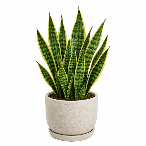 Snake Plant