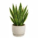 Snake Plant
