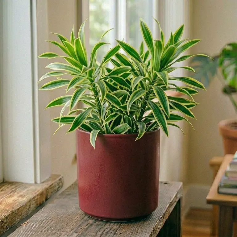 Dracaena reflexa plant