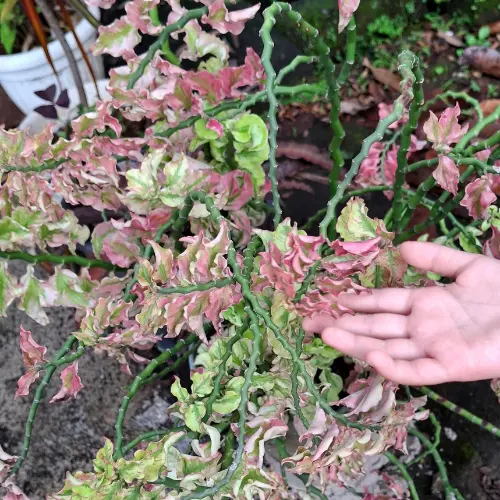 Devils Backbone plant