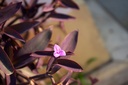 Purple heart plant/ Tradescantia pallida