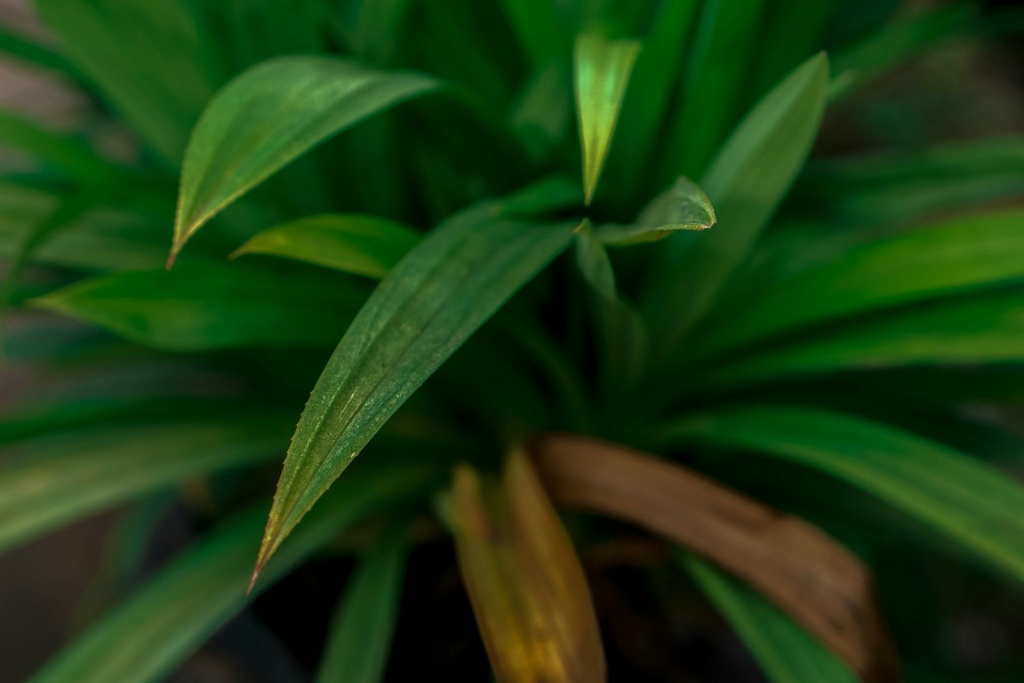Pandan plant