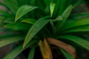 Pandan plant