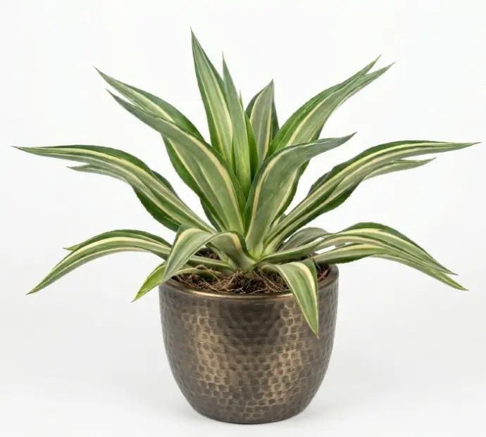 False agave plant