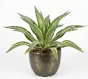 False agave plant