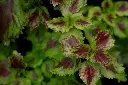 Coleus plant (any color)