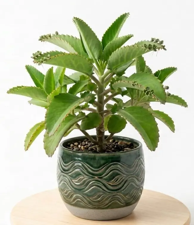 Bryophyllum plant