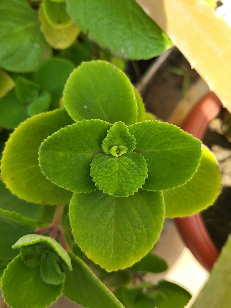 Mexican mint plant