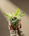 Philodendron Florida ghost plant