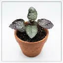Purple waffle plant