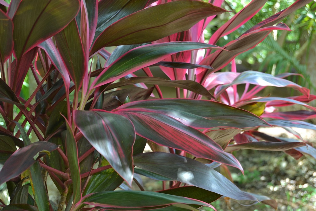 Ti Plant