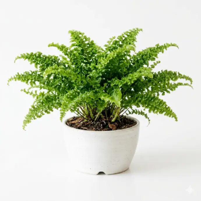 Ruffle Fern plant