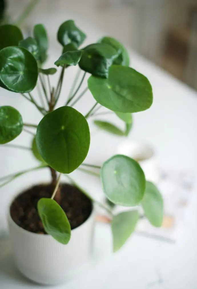 Chinese money plant