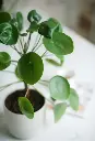 Chinese money plant