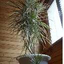 Dracaena Marginata Red edged plant