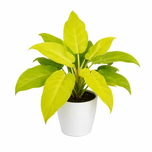 Philodendron ceylon gold plant