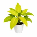 Philodendron ceylon gold plant