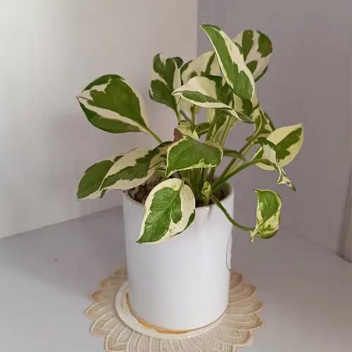 'N' joy pothos plant