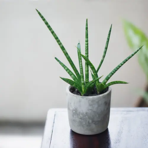 Cylindrical Snake Plant