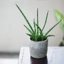 Cylindrical Snake Plant