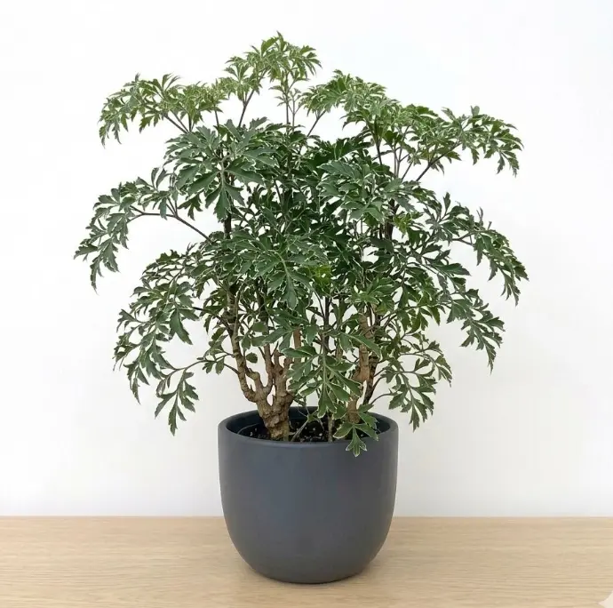 Aralia plant