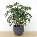 Aralia plant