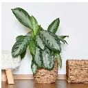 Chinese Evergreen Var. Silver Bay plant
