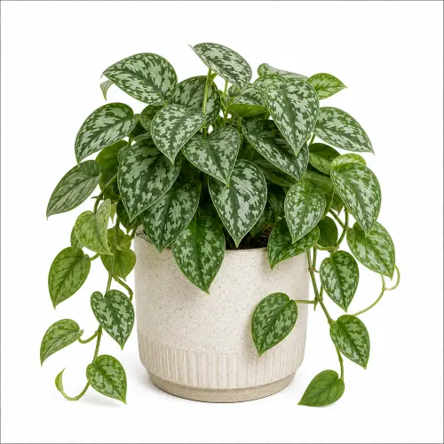Satin pothos plant