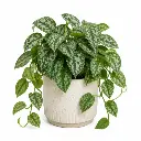 Satin pothos plant