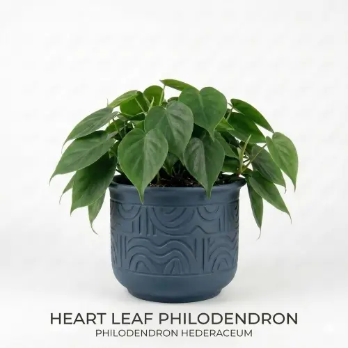Heart leaf philodendron plant