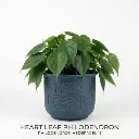 Heart leaf philodendron plant
