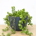 Tangled heart vine (pillow plant)