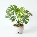 Monstera Dellicosa 'THAI CONSTELLATION' plant