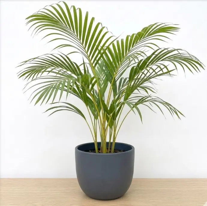 Areca palm plant