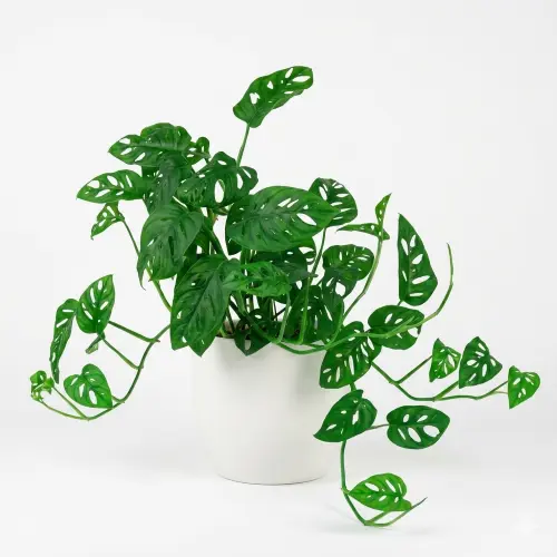 Broken heart plant