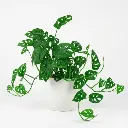 Broken heart plant