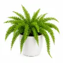 Foxtail Fern plant