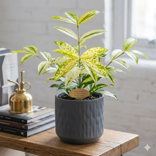 Milky Bamboo plant ( Japanese bamboo)
