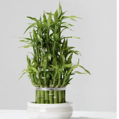 Lucky Bamboo plant 